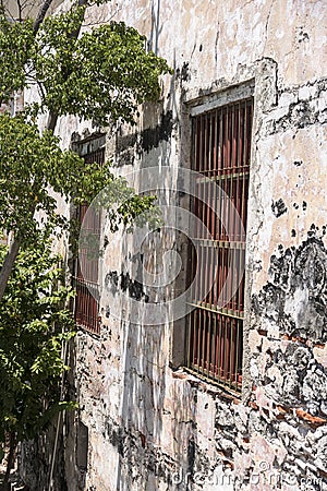 Tree, windows and wall Cartagena, Colombia Stock Photo